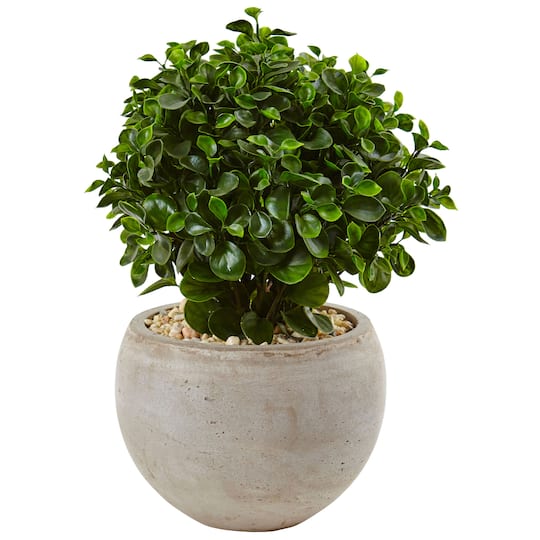 2ft. Eucalyptus Plant in Sand Colored Bowl